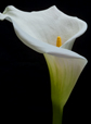 Calla Lily III